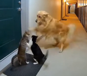 ai prompts- free image and video prompts database